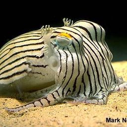 The Scuttlefish